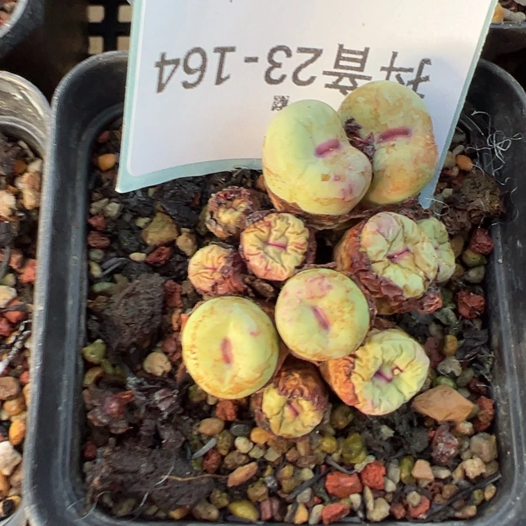 ✢***✢23-164肉锥多肉植物