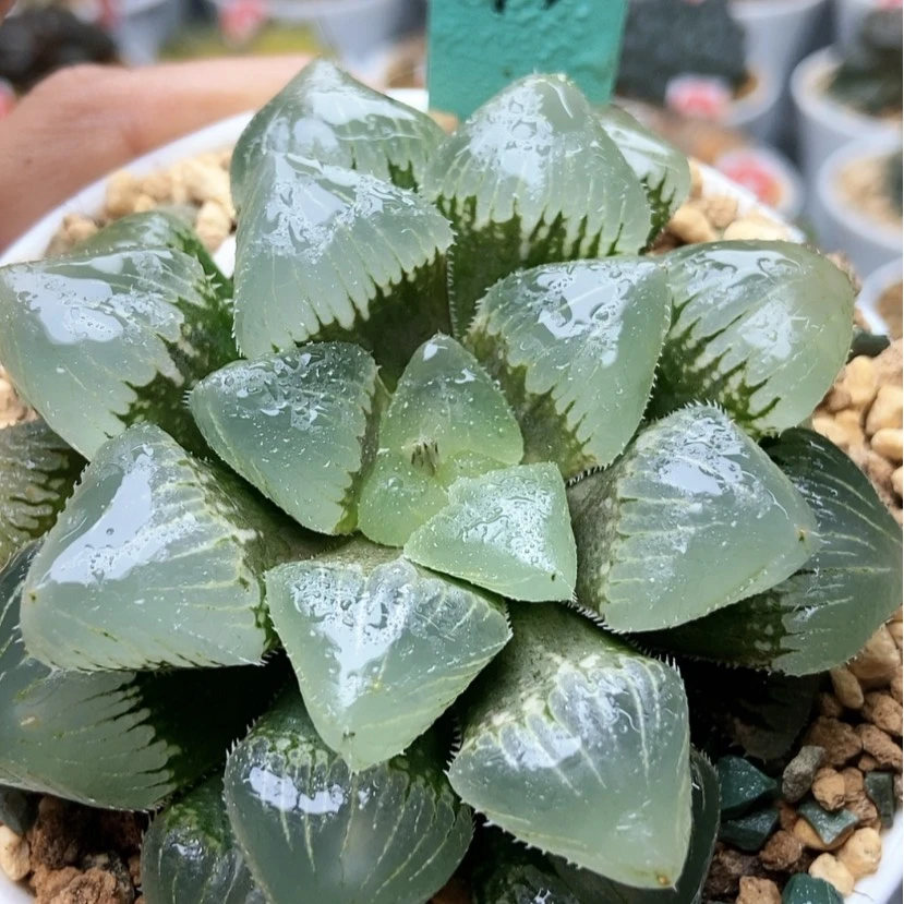 【闪购商品】巨峰玉露193