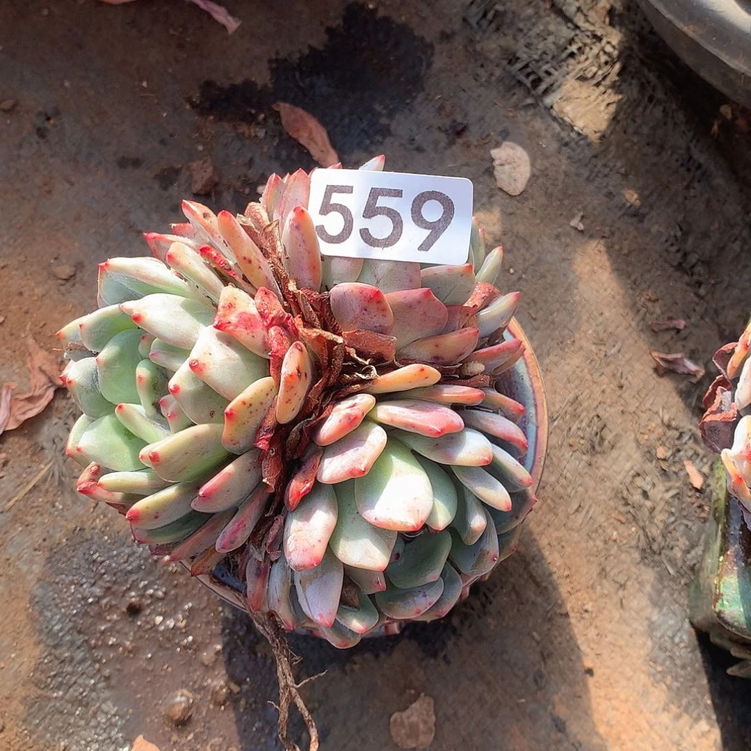 559橙子一物一拍多肉