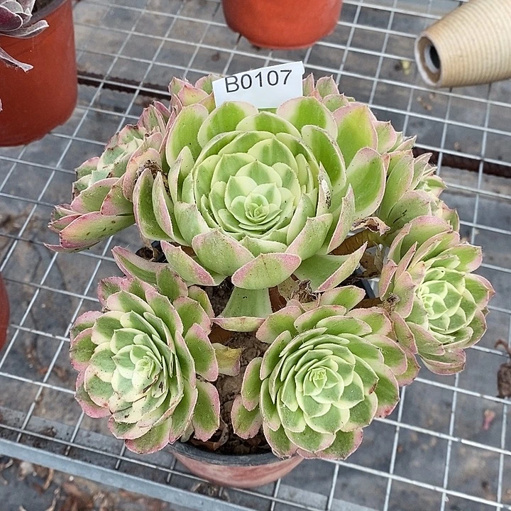 多肉植物海仙0107