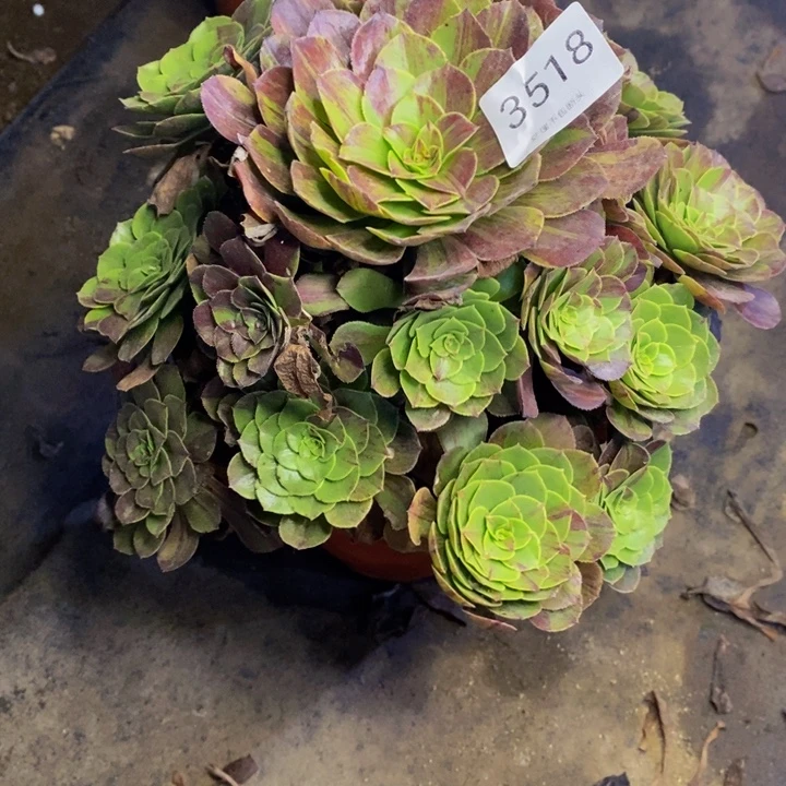 花月夜多肉断头不包3518