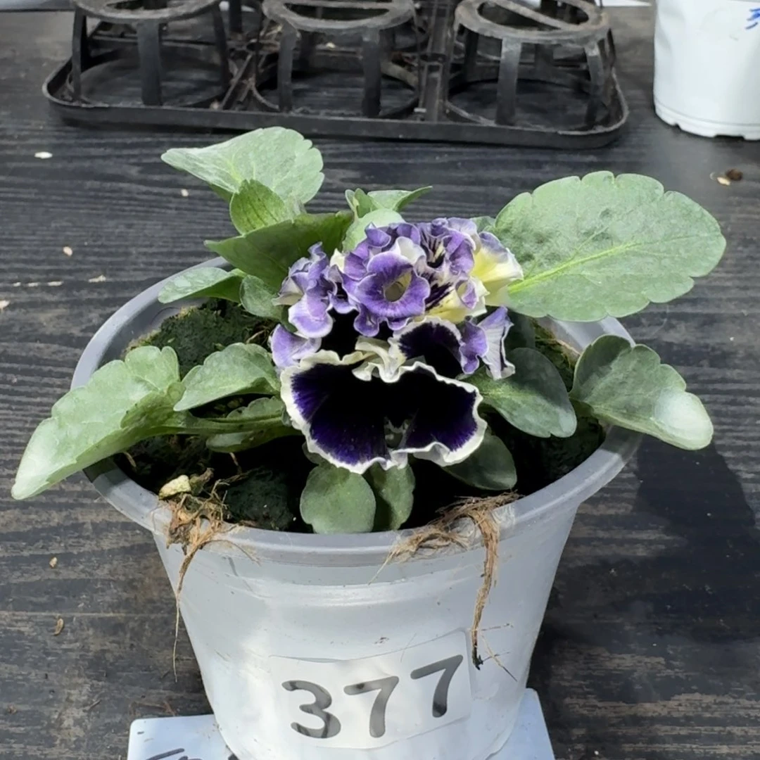 全部花朵377号德古拉