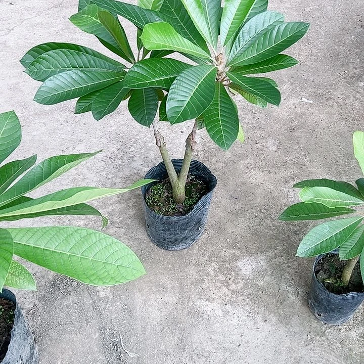 珍珠芭乐芒*35688999