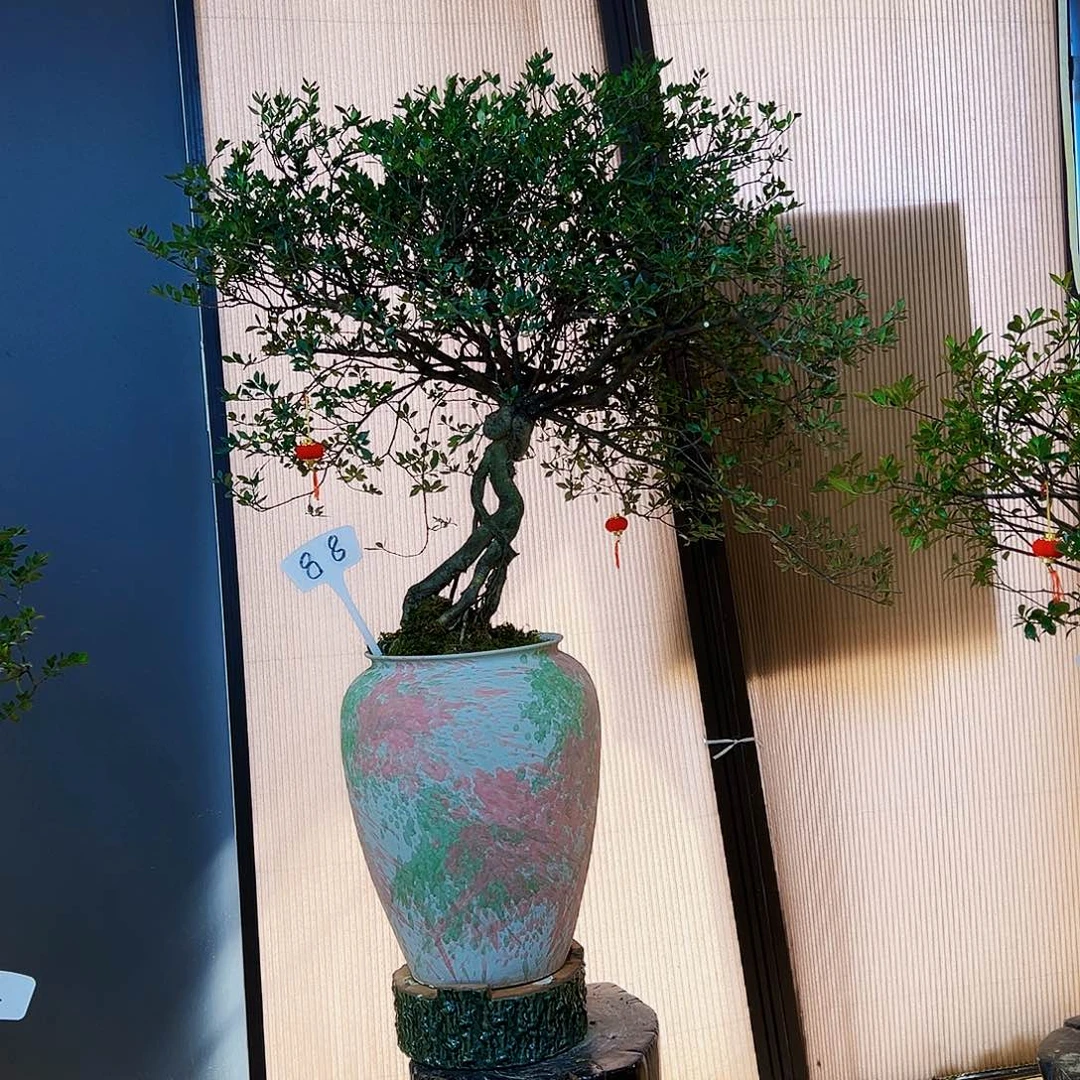 梦**影海岛榄叶栀子花