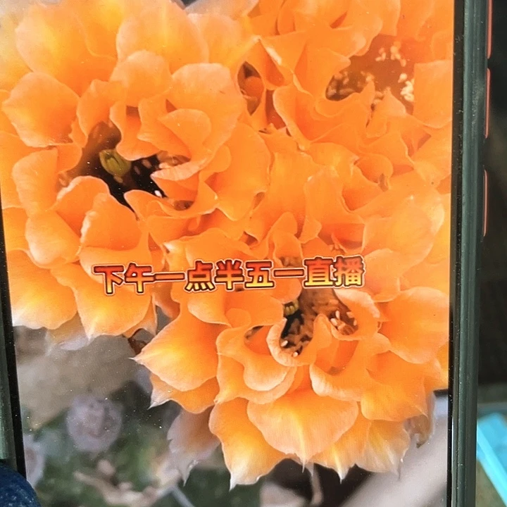 橙爱侧芽歪5公分左右满18包邮