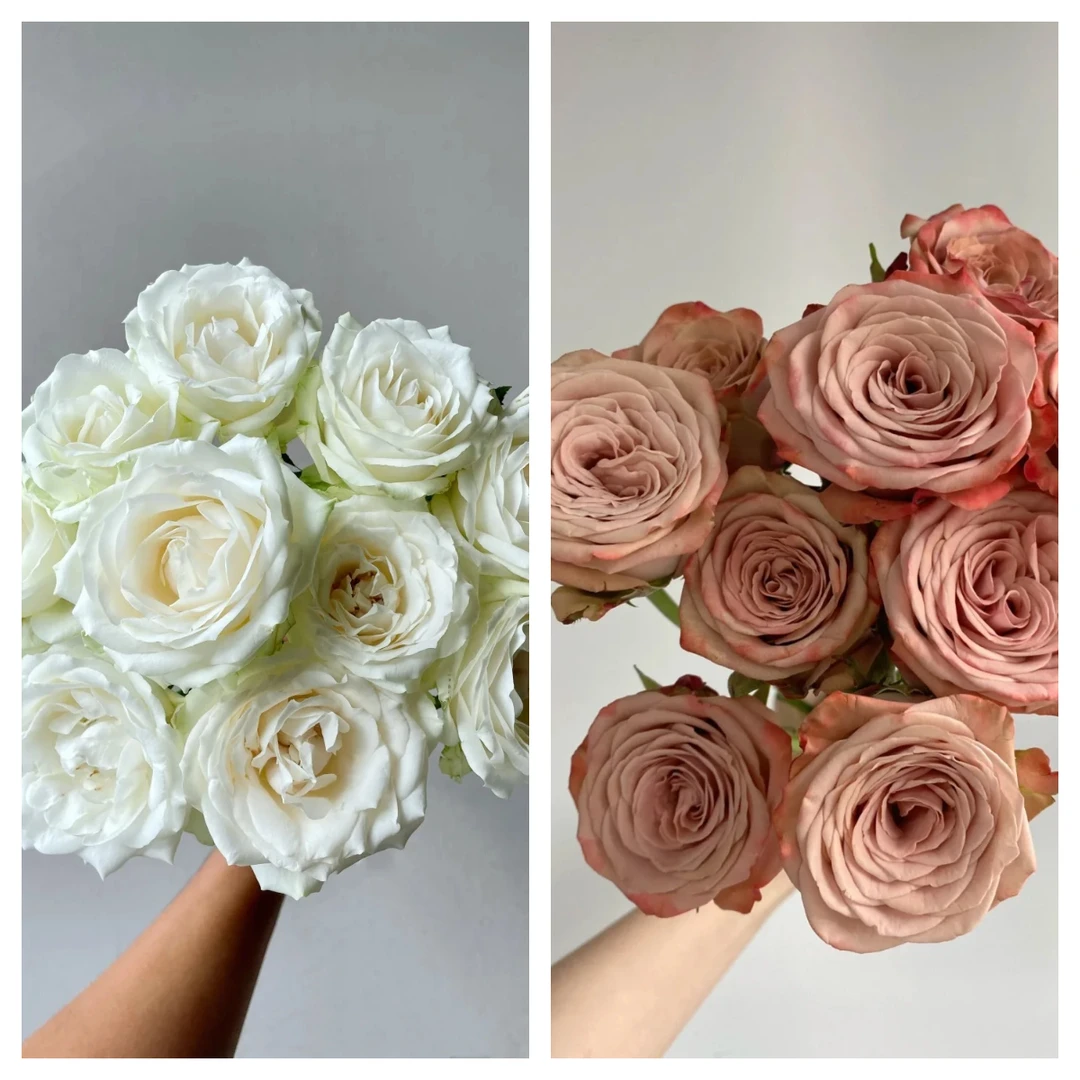【白玫瑰10支+卡布奇诺5支】鲜花次日达批发直播品质鲜花 全场任意满两单鲜花顺丰包邮