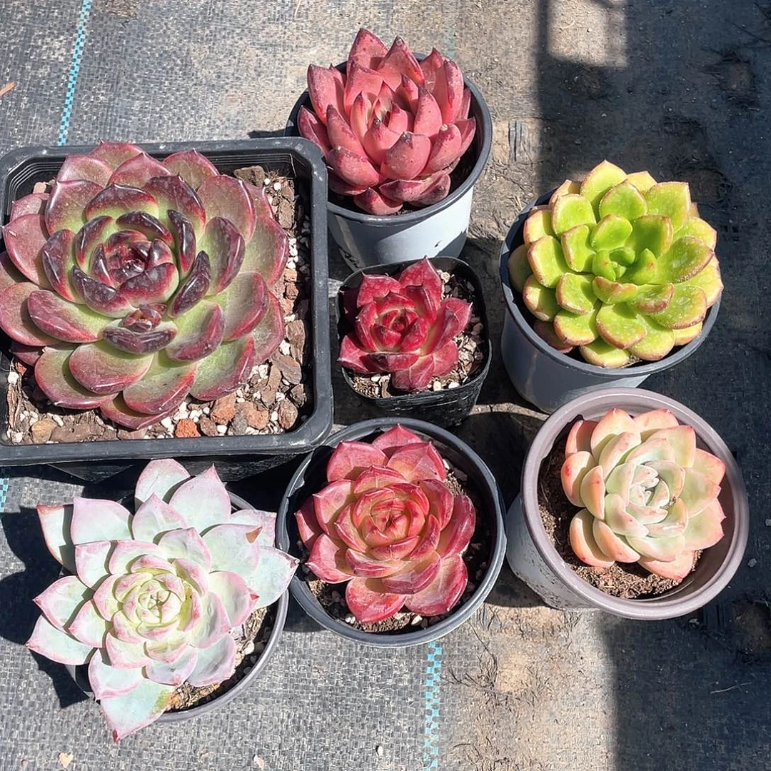 瑶****7颗精品多肉带盆发货