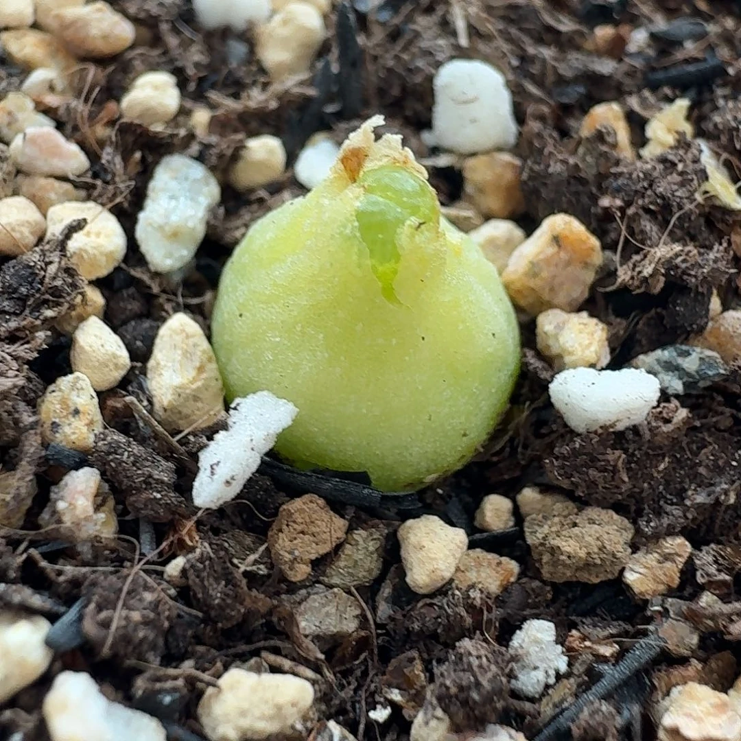 老马生石花小葫芦148