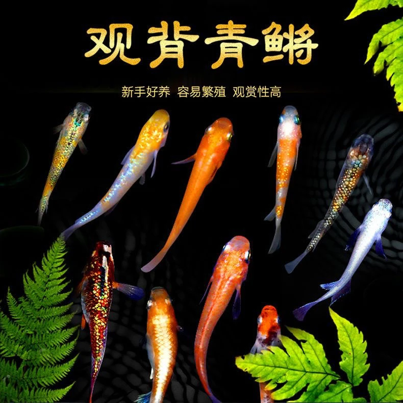 观背青鳉冷水鱼不加温不青鳉鱼打氧