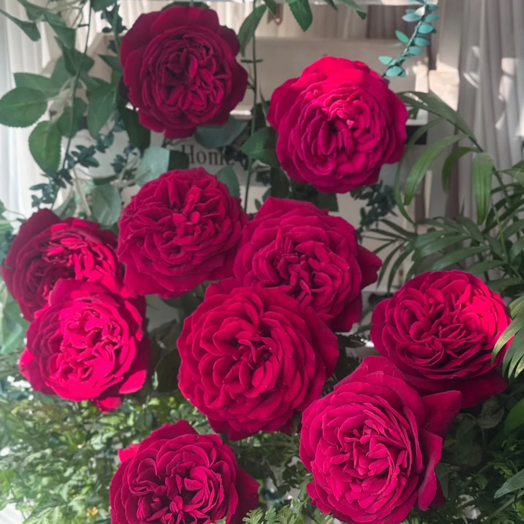 （花物语）蛇蝎美人单➕多15支！任选三件空运包邮！20%不售后