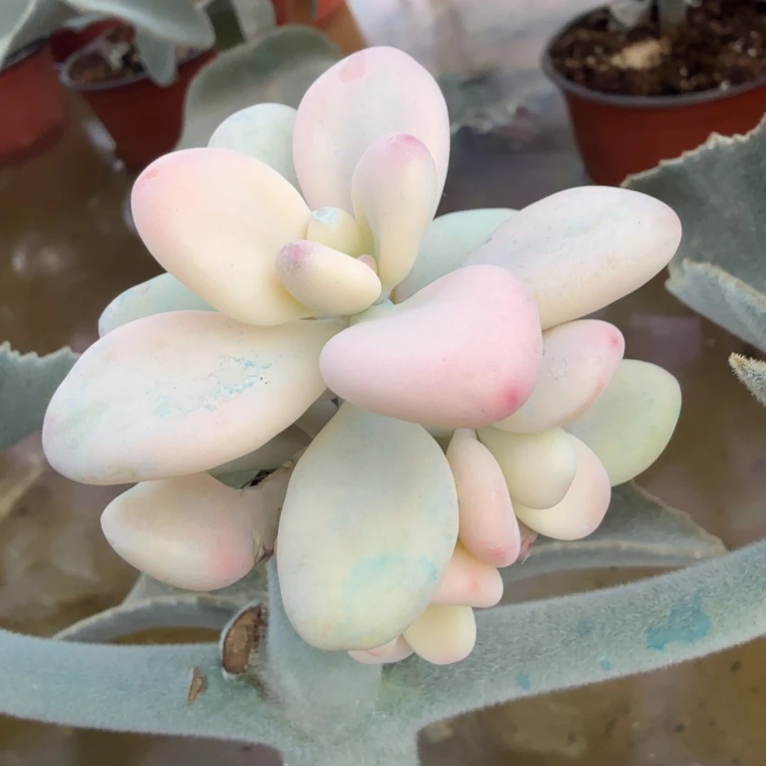 桃蛋锦腹轮锦群一刻的