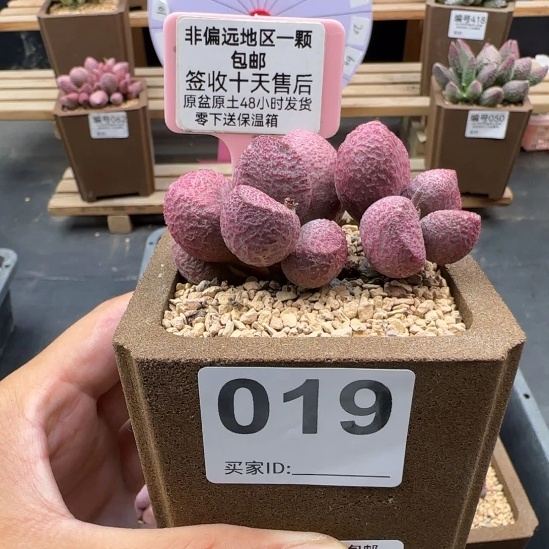 用****2019红烧肉多肉