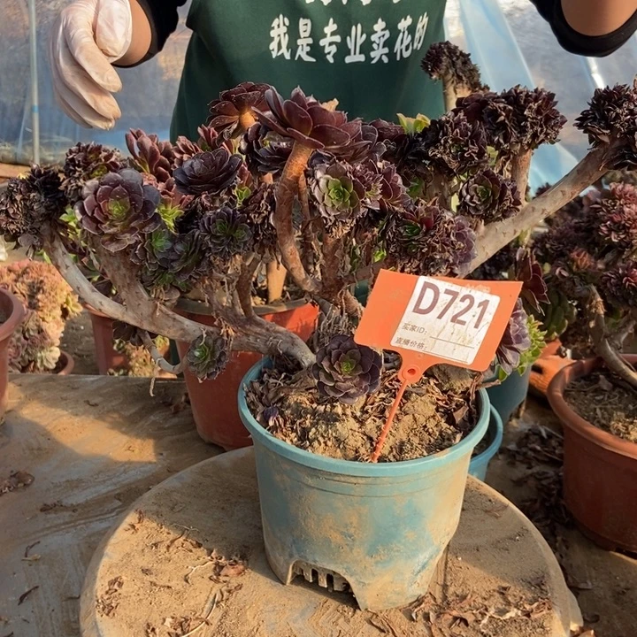 ****煜D721黑铜壶缀化老员工