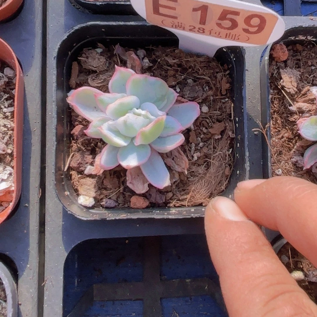 E159伯克利锦一物一拍