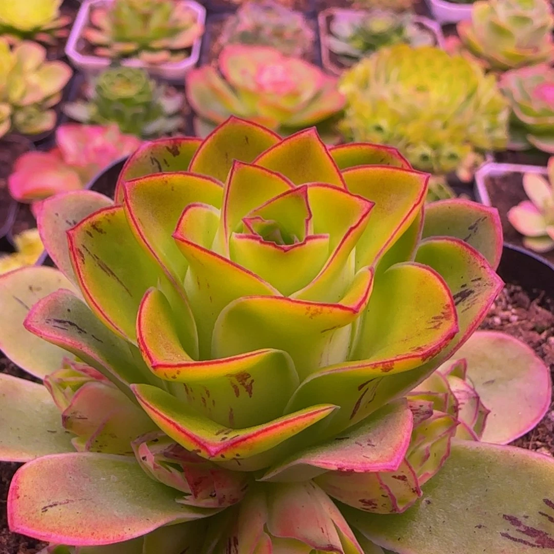 荔***来福利135353867576757542