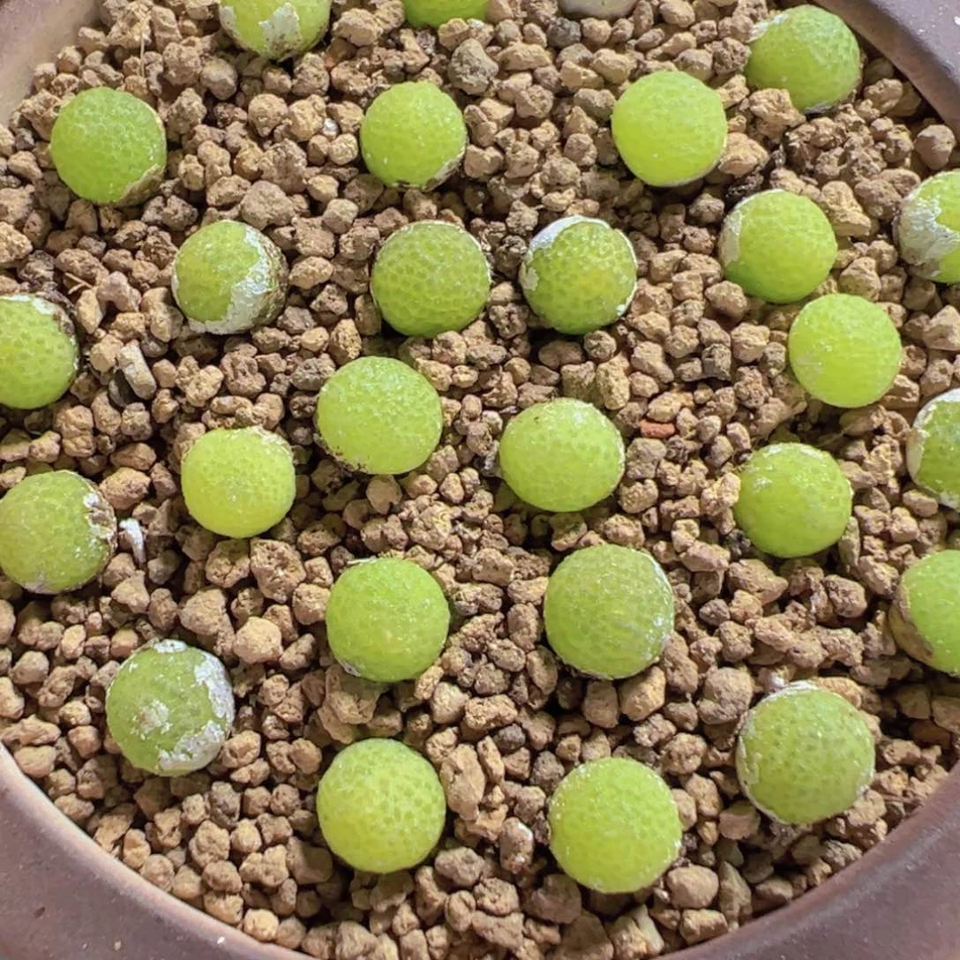 量拍园艺玉米小苗3颗