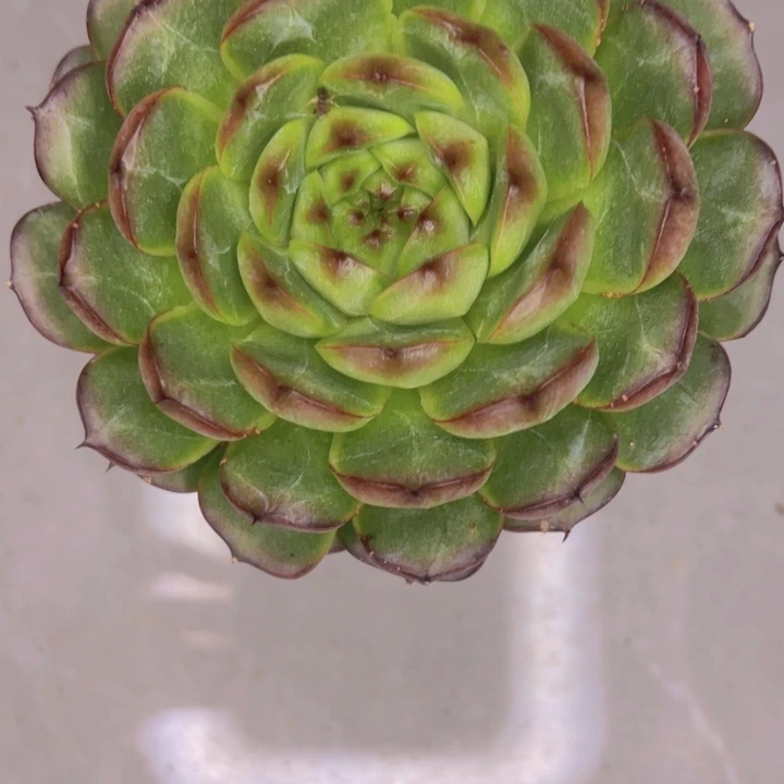 樱****40////////////////////////