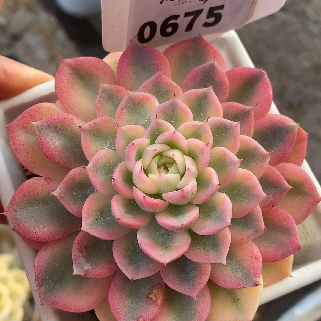 675哈哈哈哈高高挂起