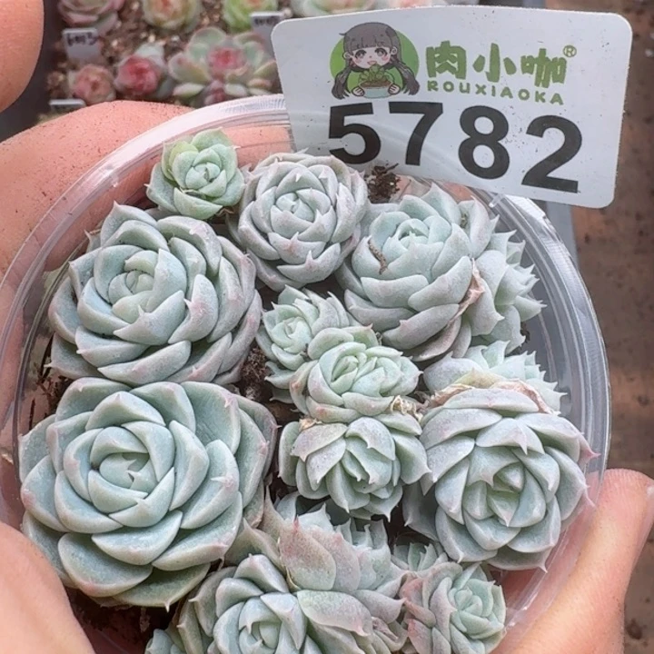 多肉植物多肉植物