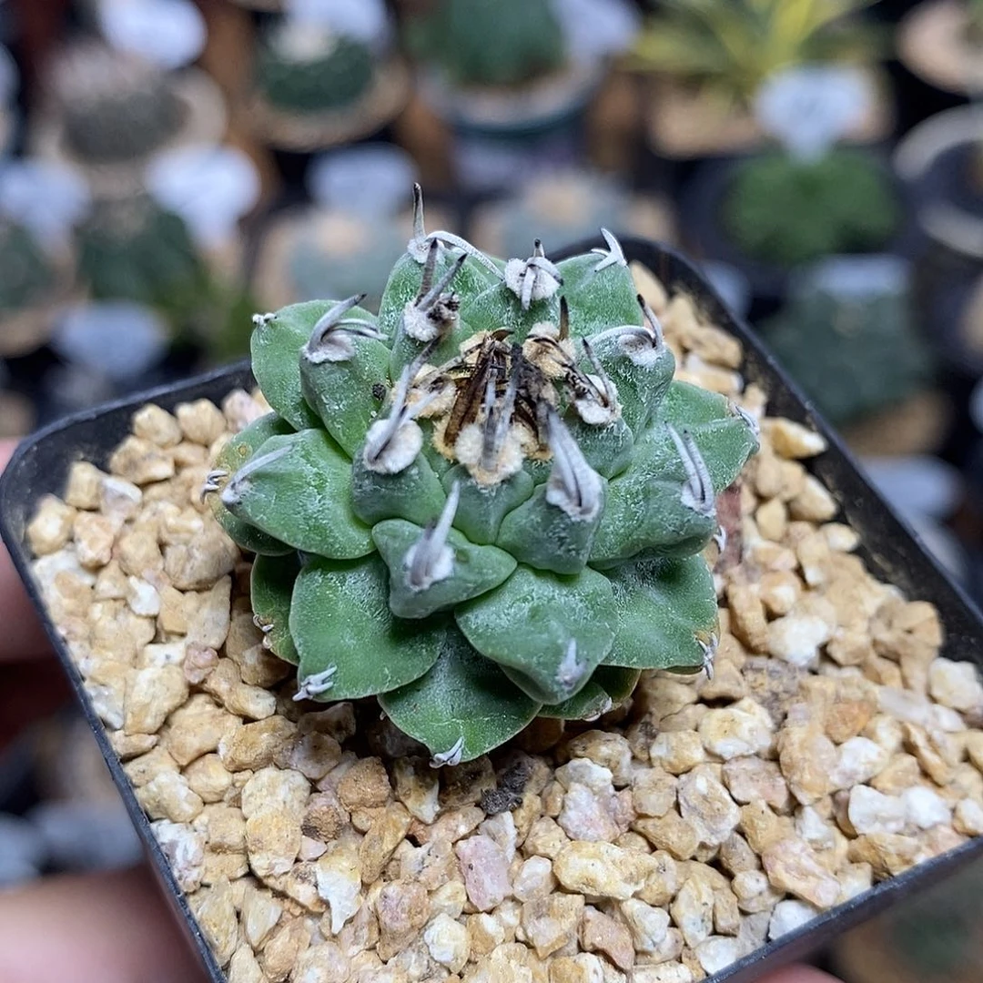 实生赤花娇丽258号3.3cm