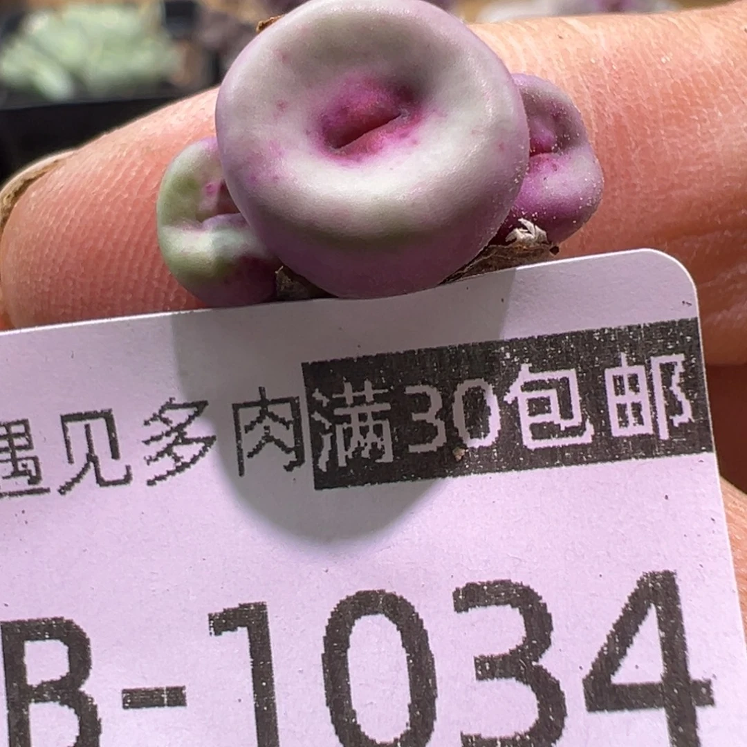 多肉植物1111111111