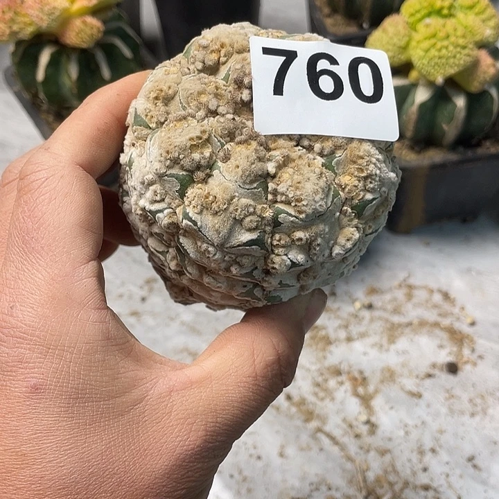 完全开放760兜一个