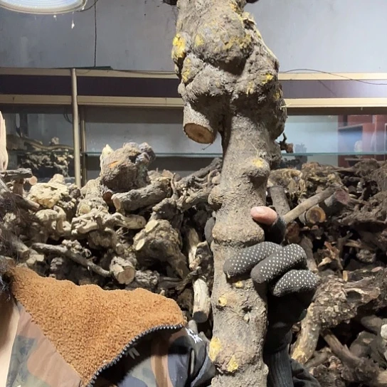 香榧木鹰**空火琉璃的毛料摆件