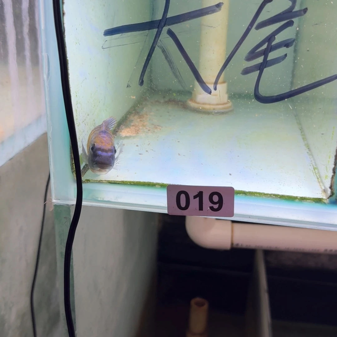 慈鲷鱼19号赤弗湾短勾鼻