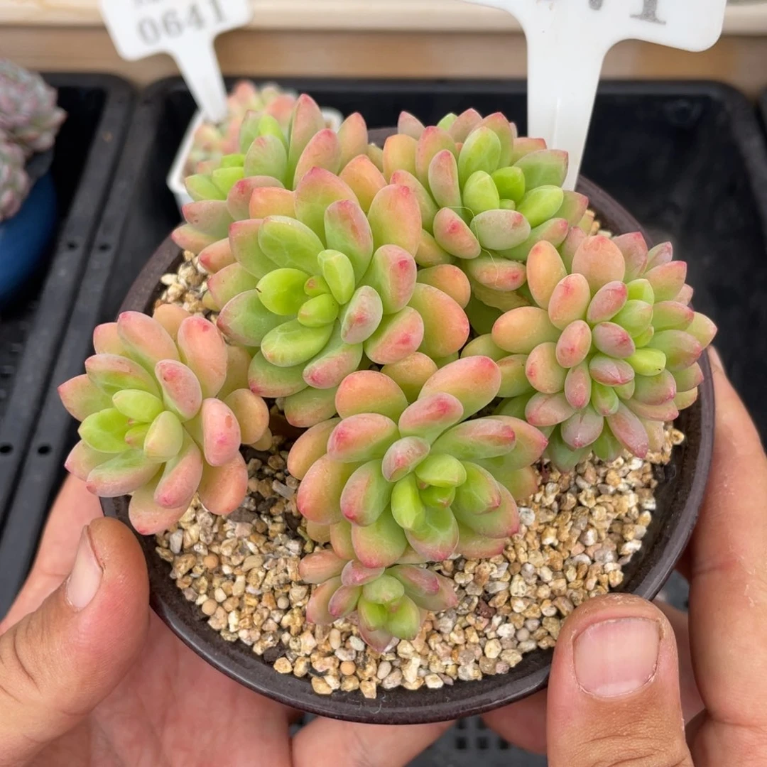 0371香格里拉不带盆10厘米