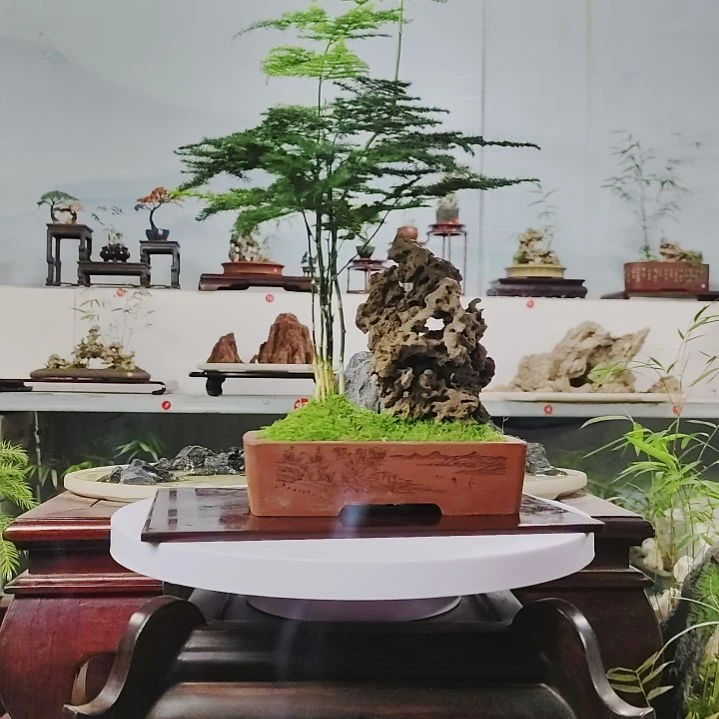 盆景，文竹，玲珑石，