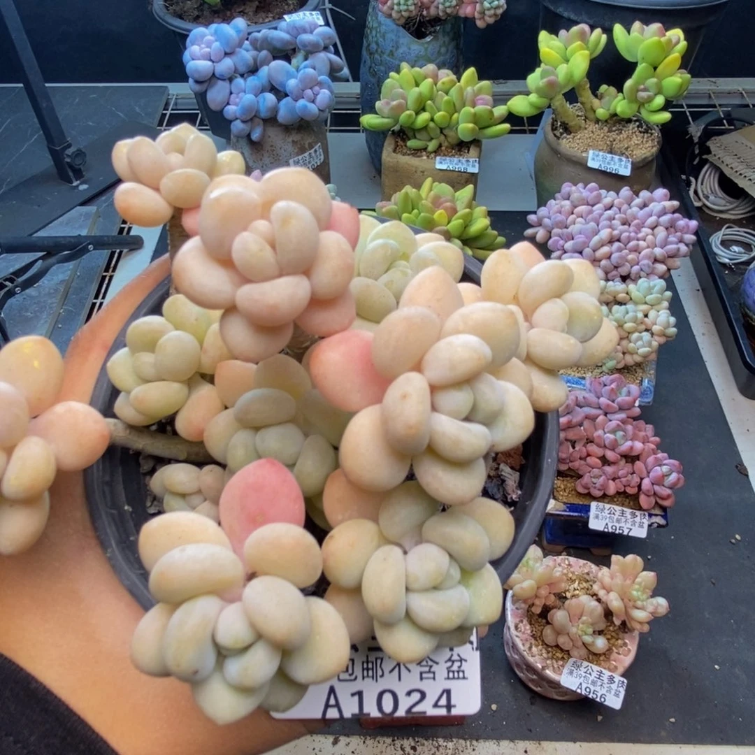 024白奶糖多肉9c m