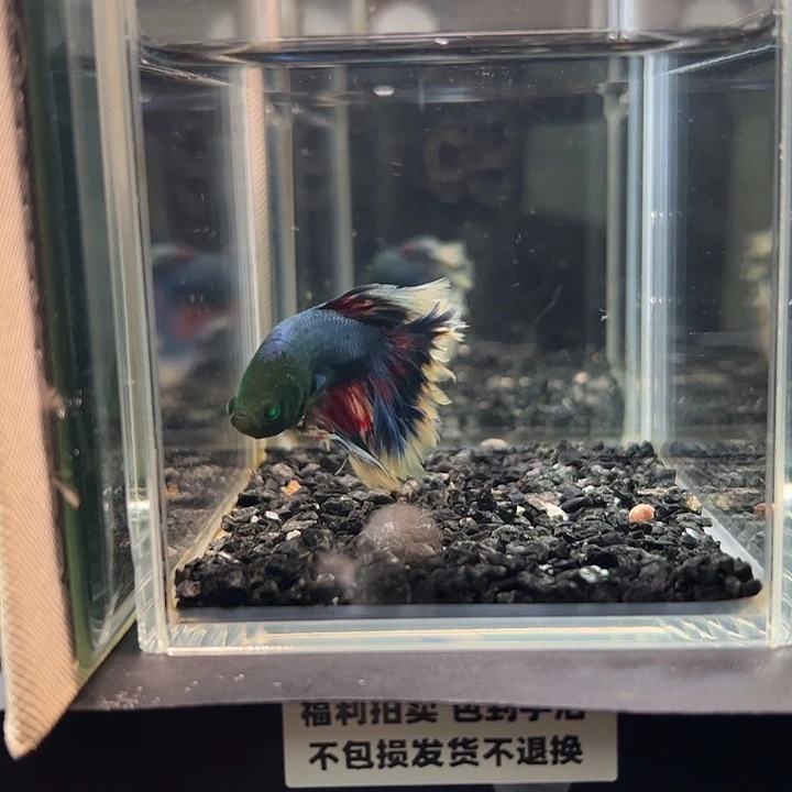 斗鱼竞拍跑单拉黑14日91