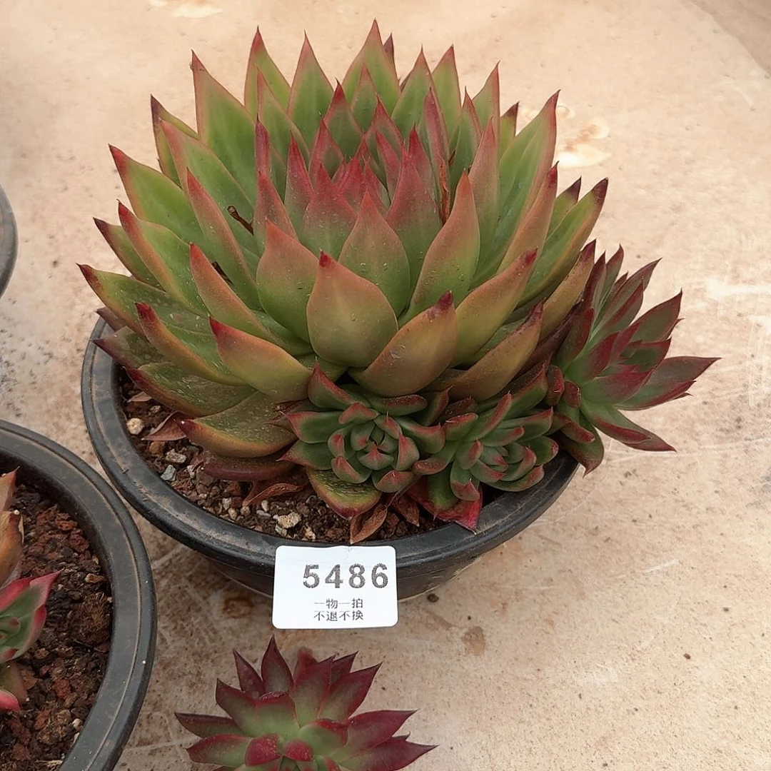 飞***25486弗兰克多肉。