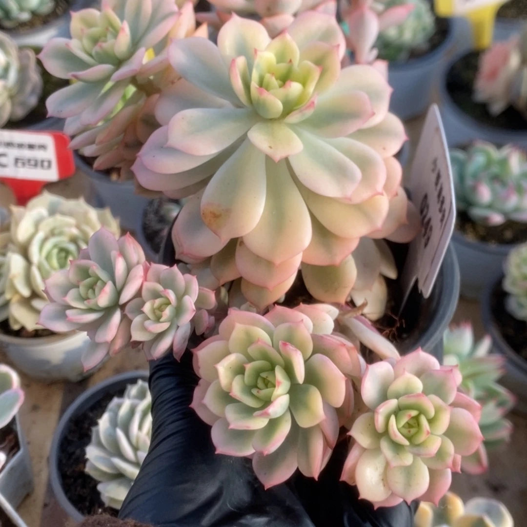 249红化妆锦锦锦锦