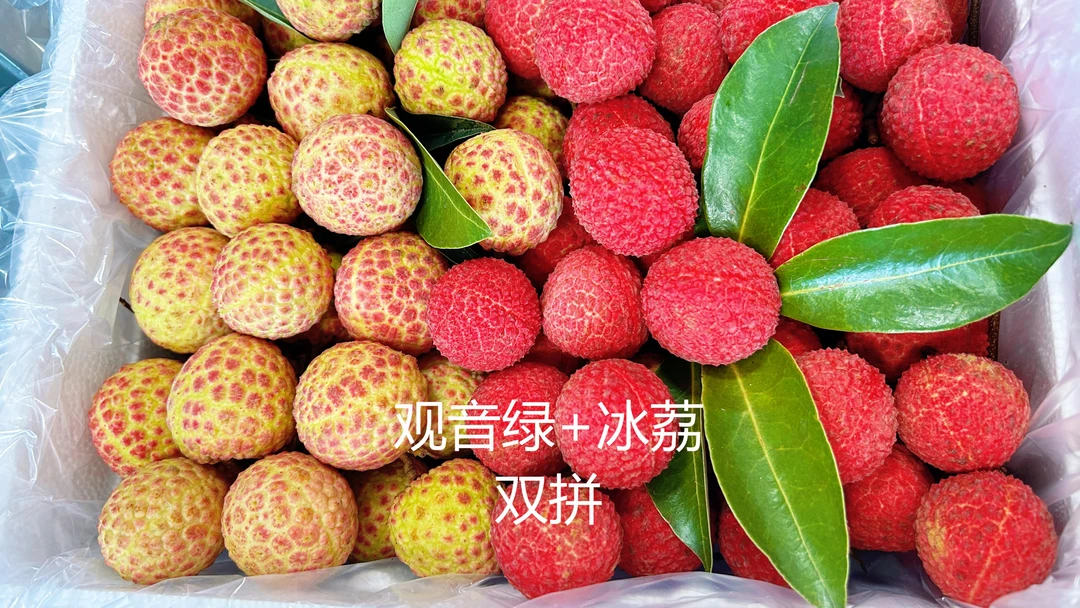 （豪华双拼川渝拍）观音绿荔枝仙进奉荔枝冰荔合江荔枝新鲜水果现摘