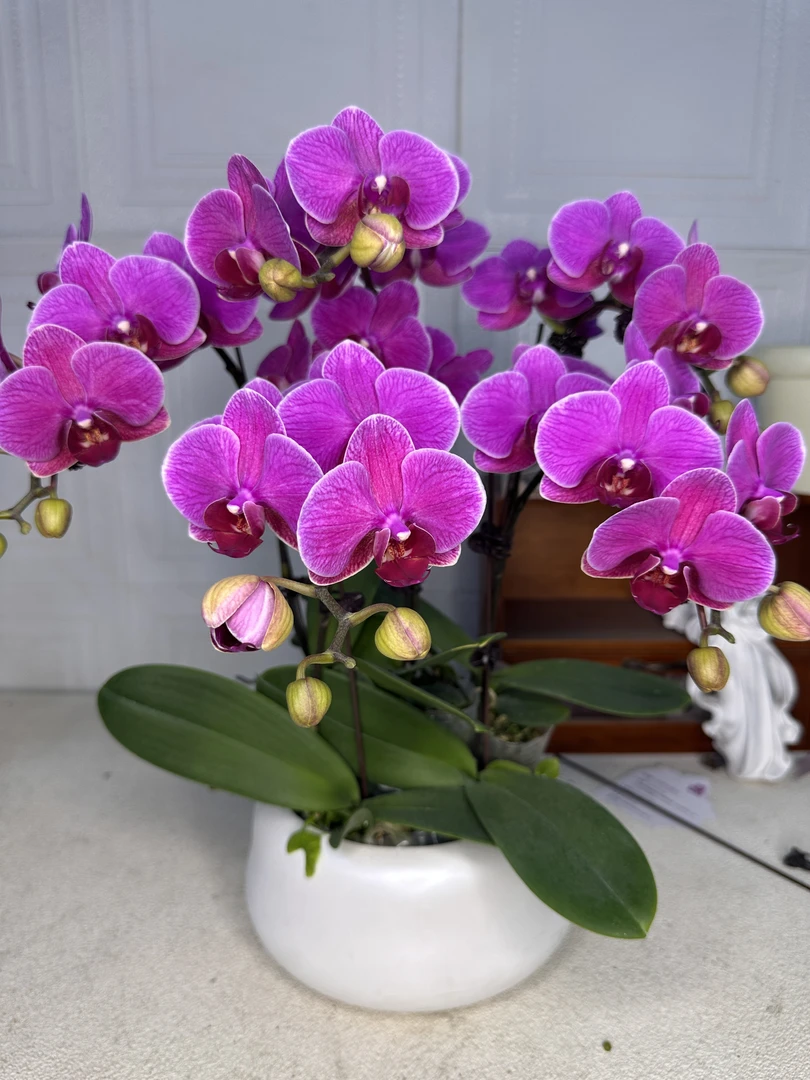 花悦里【梦叶萝莉】年宵花带花带花苞 室内花花  广州花卉源头基地