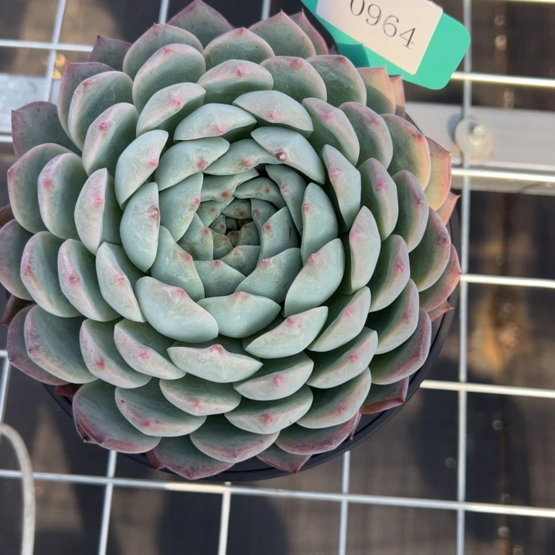 (****)0964的多肉多多多多多多