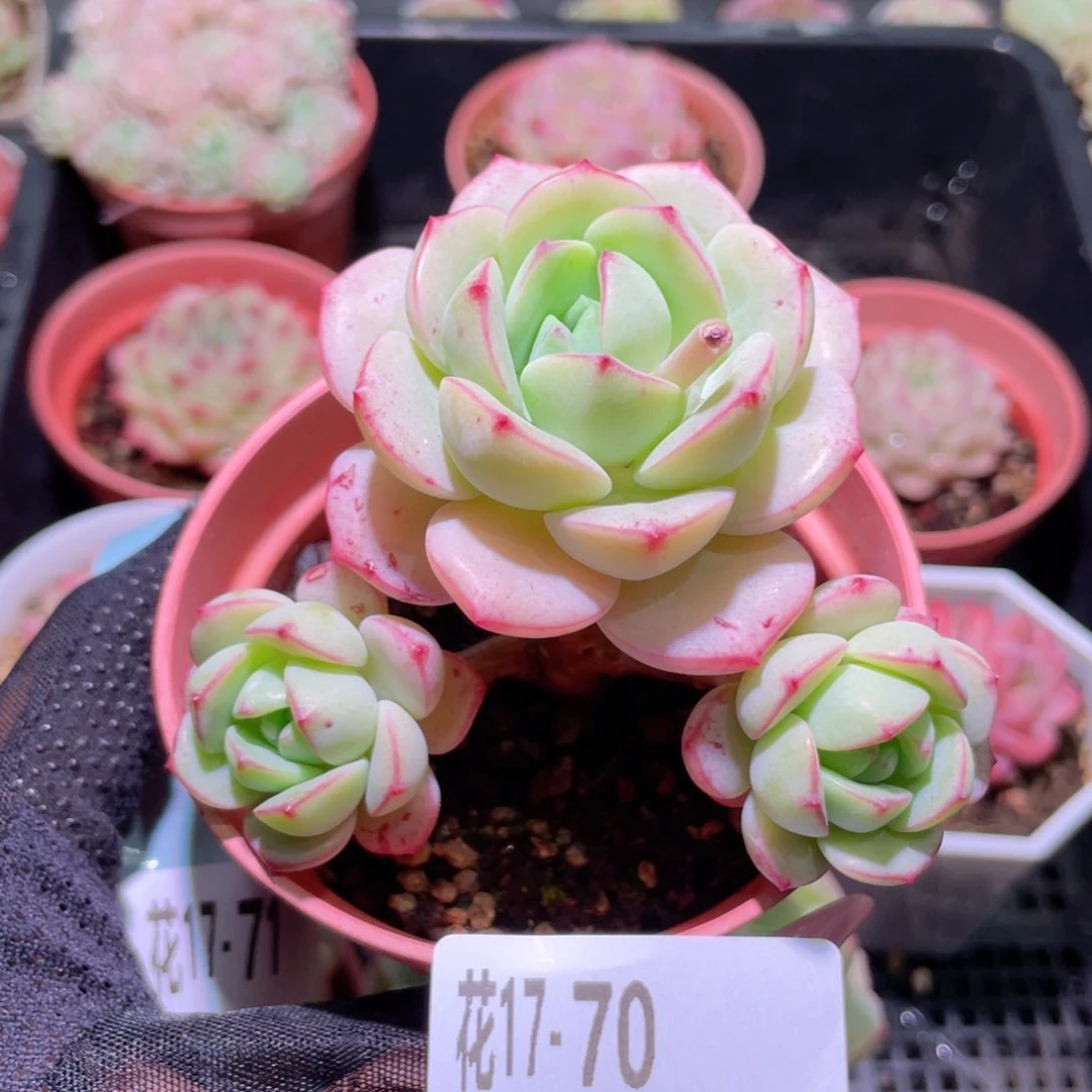 花利美17-70香草群