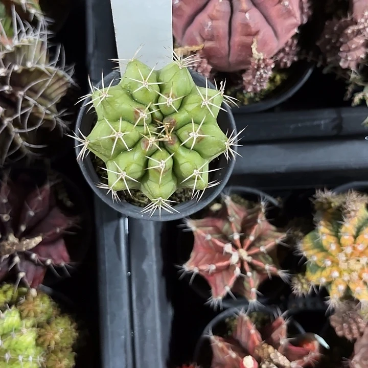 95-0608泰国发货多肉