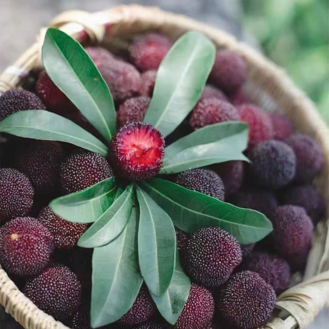 顺丰包邮云南高山杨梅鲜果新鲜采摘当天发货应季水果1斤2斤3斤4斤新鲜杨梅