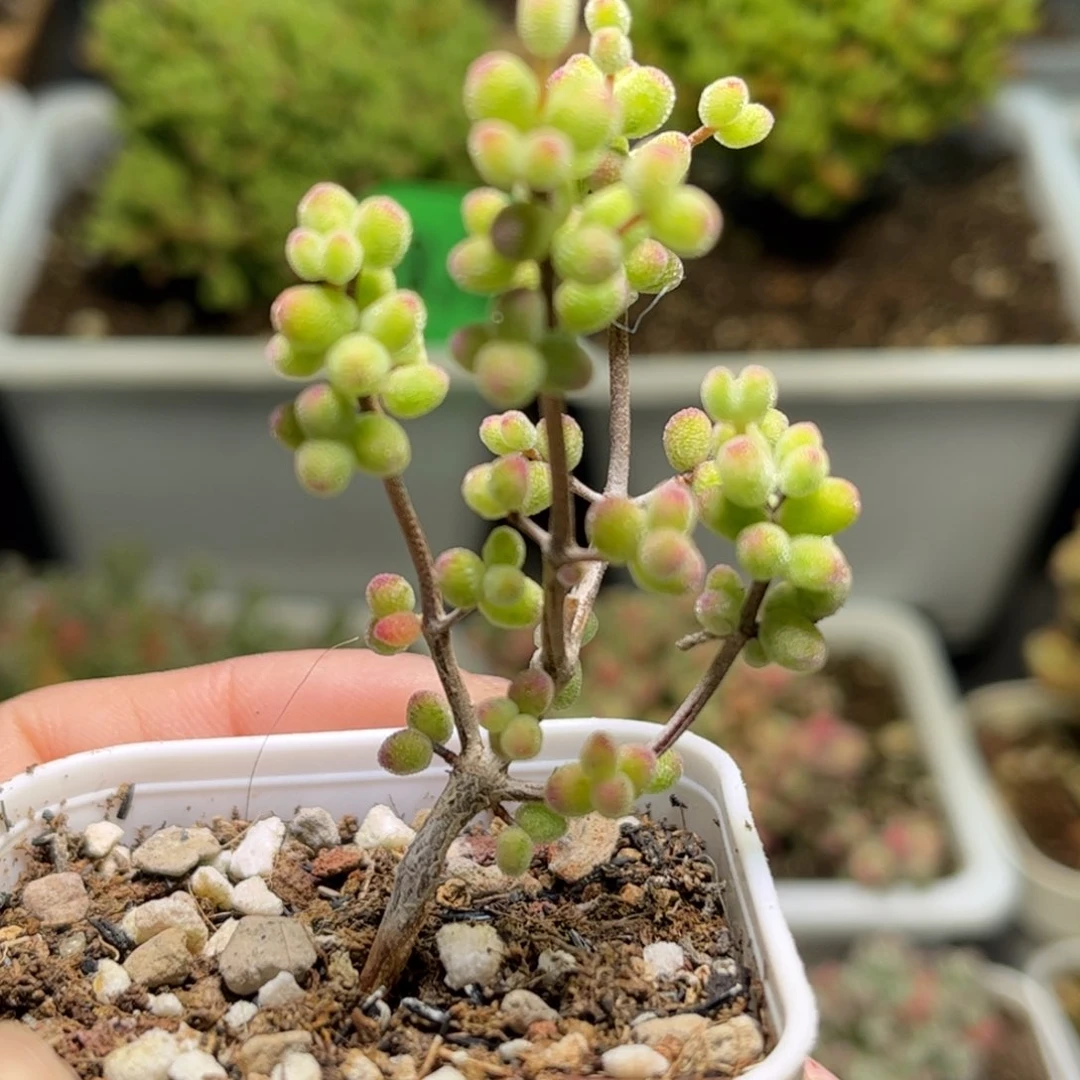 1725虎斑锦优选枝干