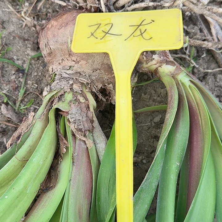 双龙9+待测基地球