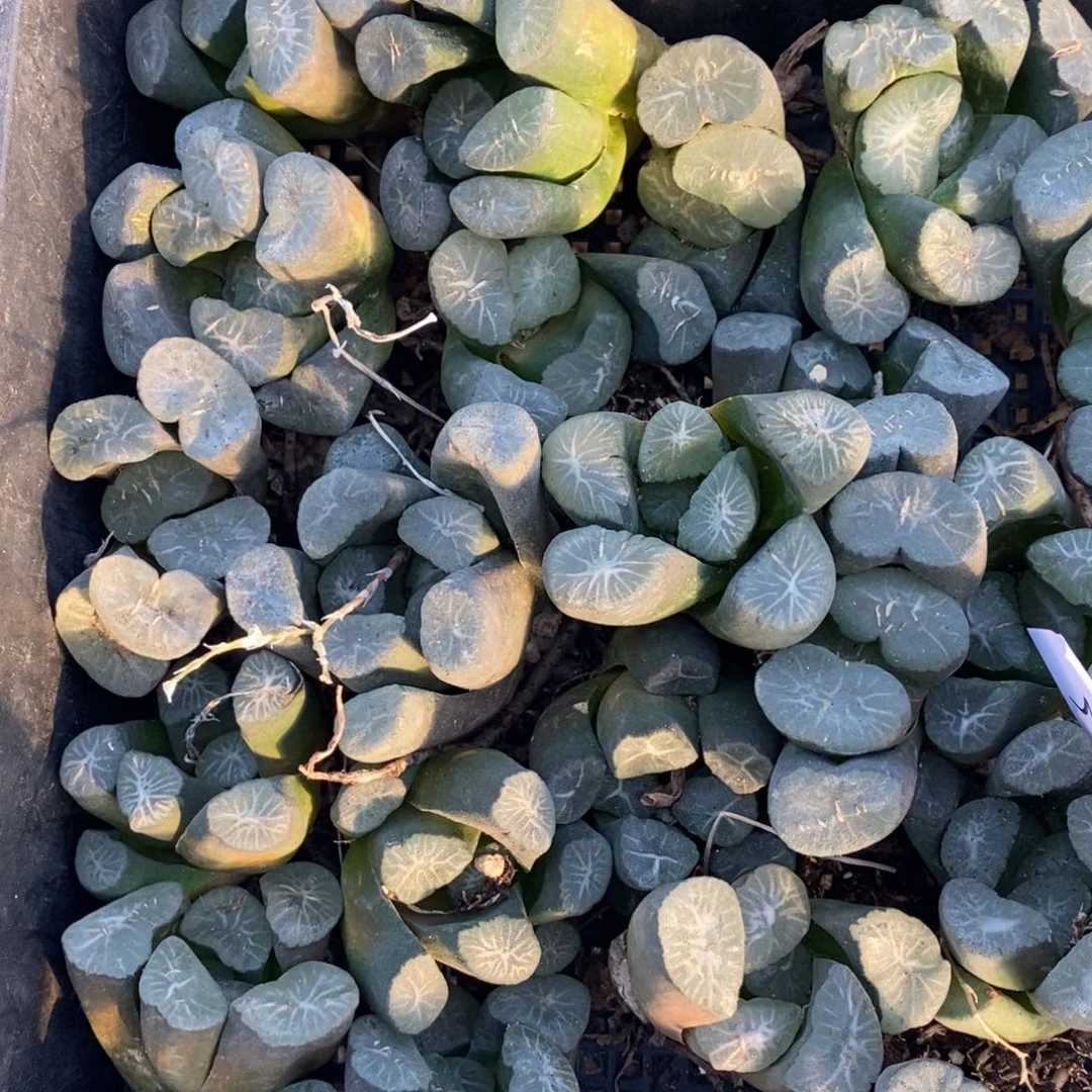 1918 一颗实生超大万象 大帅优选 超级福利