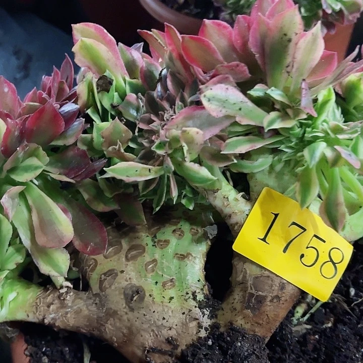 多肉植物福利来1758