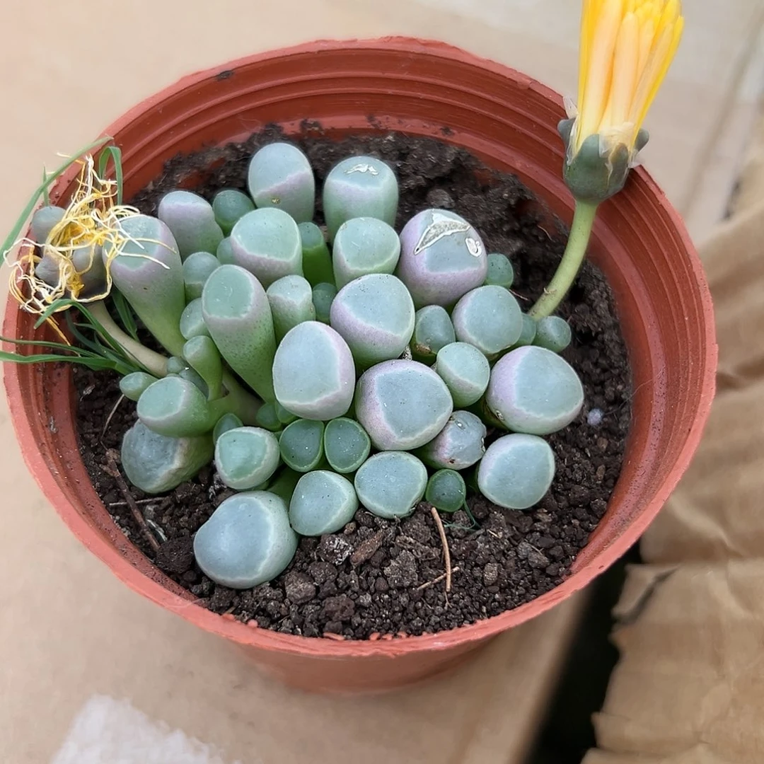 多肉植物五十灵玉