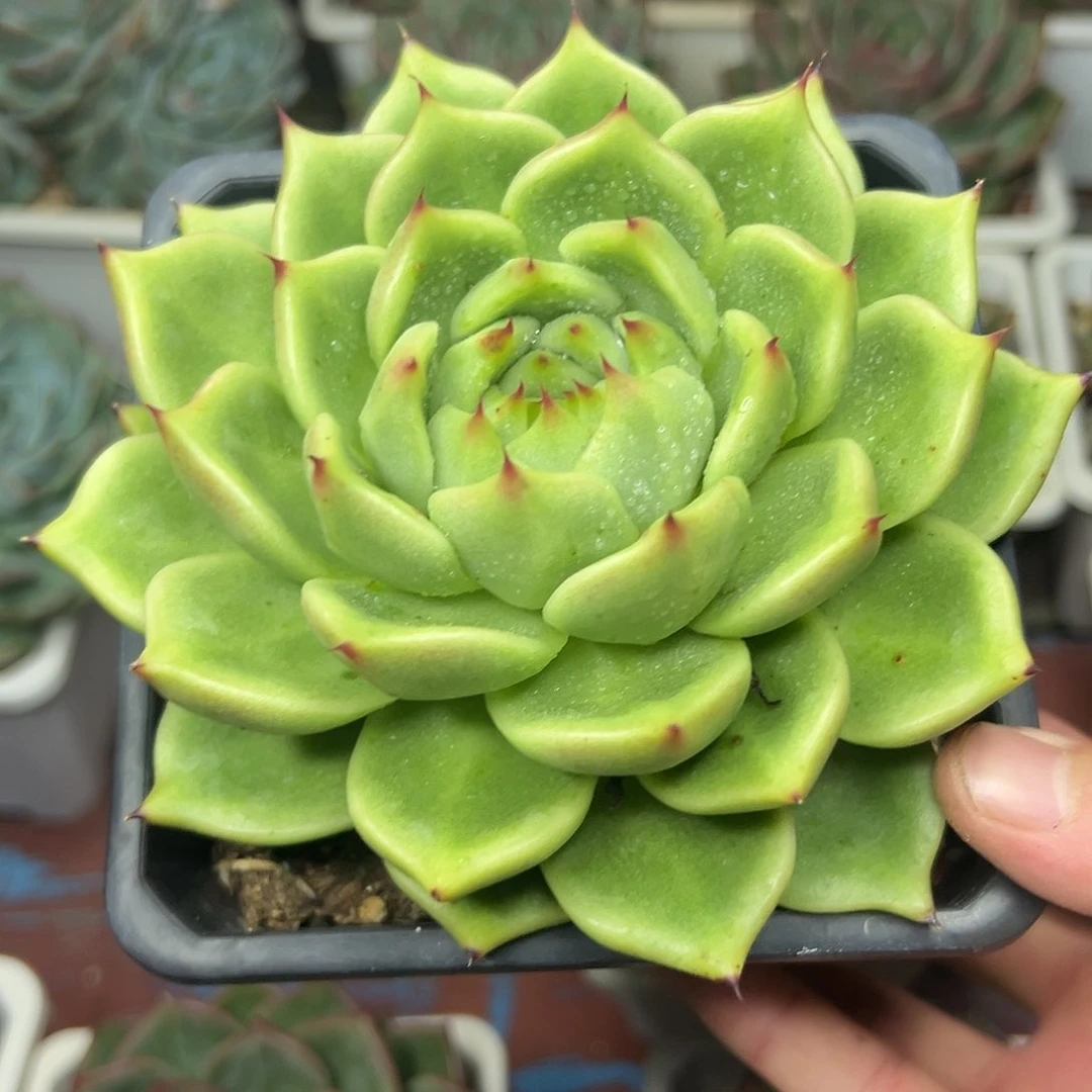 绿龙，一物一拍，一个