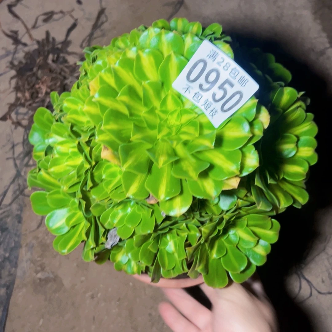 琉璃多肉植物法师0950