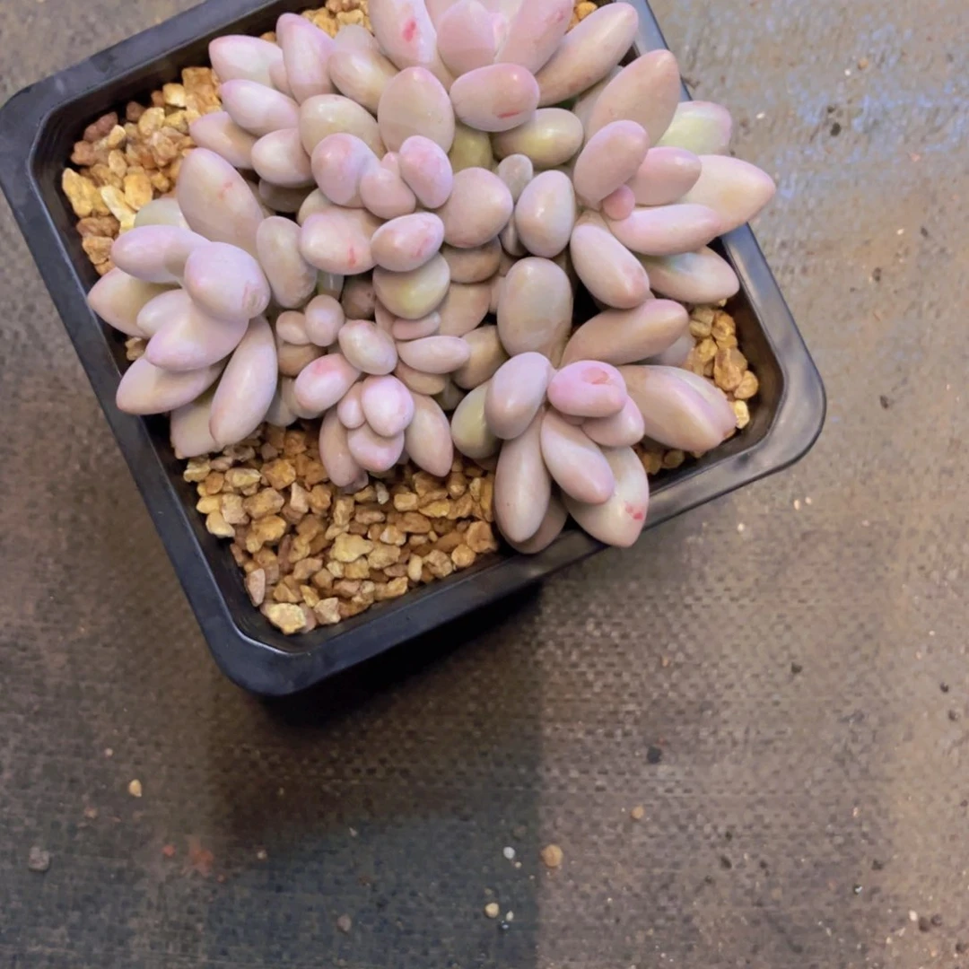 丫*?奶桃多肉美美美的