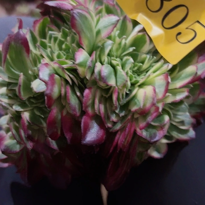 多肉植物福利来 0805