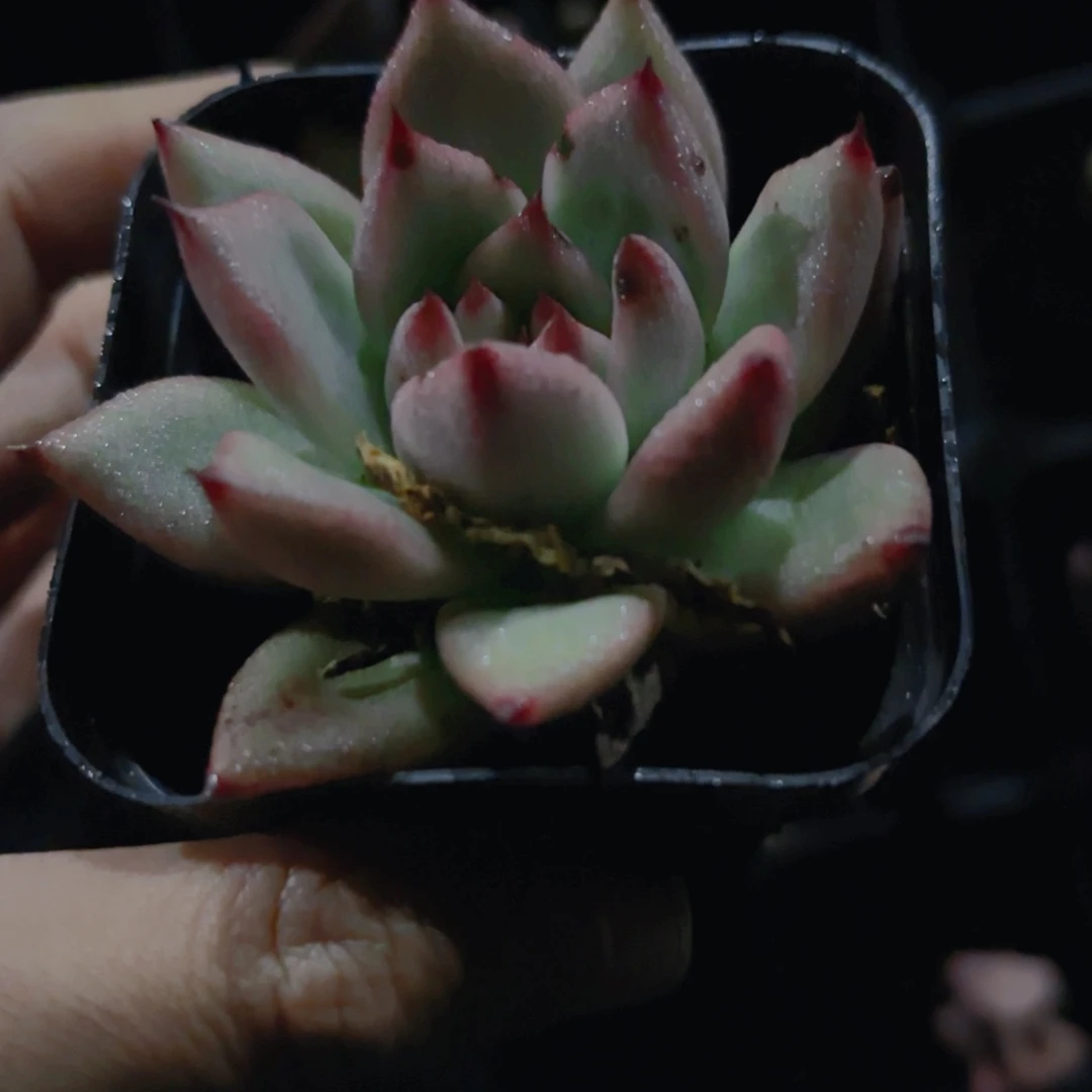 浩***雪乌木新疆包邮6.5cm